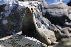 NZ fur seals