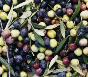 fresh_olive_spain-69253
