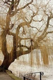 willow in winter